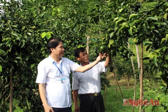 Lãnh đạo huyện Con Cuông kiểm tra vườn cam ở xã Yên Khê.