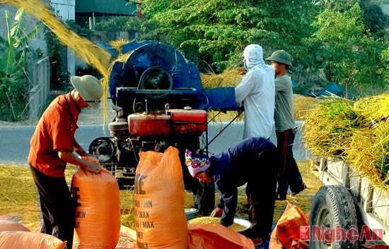 Nông dân xã Hưng Tiến (Hưng Nguyên) thu hoạch lúa hè thu.  Ảnh: Trường Sinh