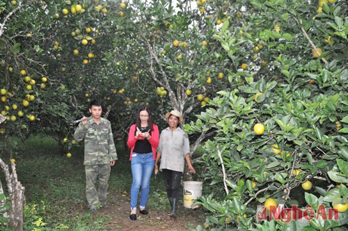 Với diện tích 0,5 ha, năm nay trang trại cam của bà Chu Thị Vân (xóm Minh Cầu - Minh Hợp) cho thu hoạch khoảng hơn 17 tấn, so với năm ngoái tăng từ 2 đến 3 tấn cam.