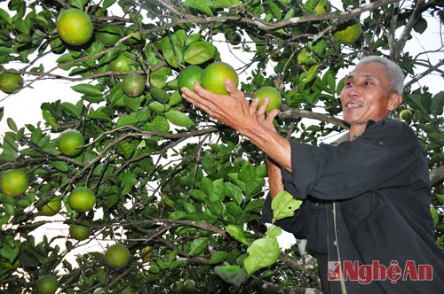 Tuy nhiên, đắt nhất vẫn là giống cam Xã Đoài và cam Va len - đây là hai loại cam chủ yếu phục vụ cho thị trường Tết. Vì quả to, ngọt, thơm và giá trị dinh dưỡng cũng khá cao.