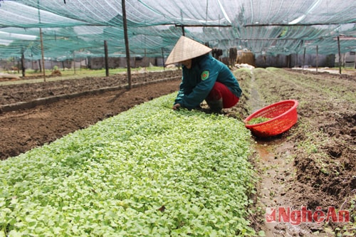 Sản xuất rau an toàn tại HTX nông nghiệp Hưng Đông (TP.Vinh)