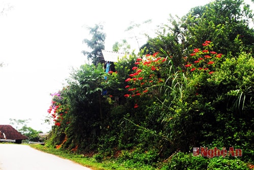 Những nẻo đường hoa trạng nguyên