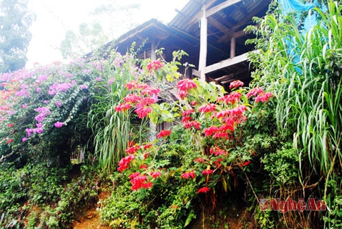 Sắc hoa khiến không gian