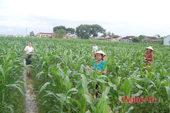 Ngô vụ đông trên đất 2 lúa ở Tăng Thành phát triển khá mạnh giúp bà con cải thiện đời sống