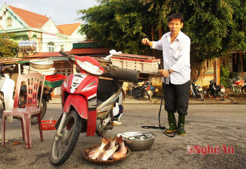 Từ cảng Cửa Hội, hải sán được đưa đi tiêu thụ ở nhiều nơi