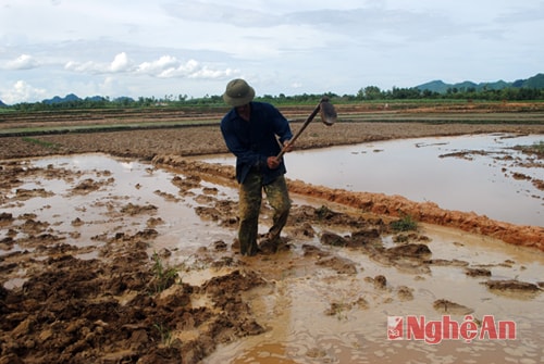 Sau khi chuyển đổi xong ruộng đất, gia đình ông Nguyễn Đình Linh, xóm Tân Quang chỉ còn 2 thửa, với diện tích gần 3 sào đất.