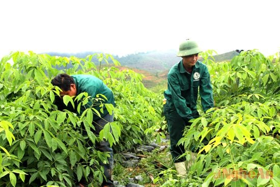 Chăm sóc vườn ươm   tại Công ty CP ĐTPT Cao su Nghệ An.