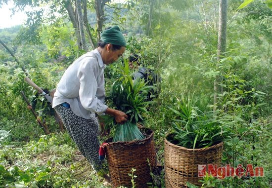 Các đơn vị sử dụng lao động dân tộc thiểu số vùng đặc biệt khó khăn sẽ nhận được chính sách hỗ trợ.