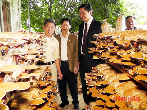 Mô hình trồng nấm của ông Nguyễn Hữu Hạnh - xóm 12 xã Sơn Thành.
