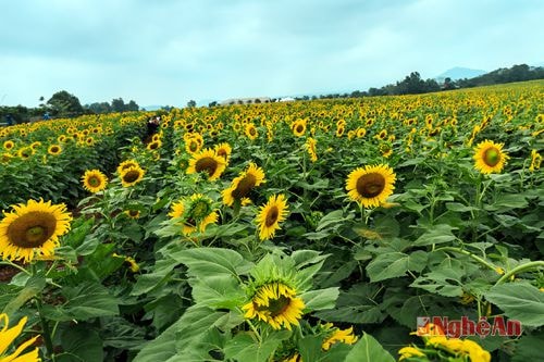 Cánh đồng hoa hướng dương bát ngát của xứ Nghệ quê tôi cũng hiện ra trước mắt. Dẫu ngày tôi đến do số lượng người từ khắp nơi đổ về đây khá đông nên đã xẩy ra tình trạng tắc đường. Nhưng không sao cả, tôi lại thấy vui vì xứ Nghệ quê tôi lại có thêm một điểm đến được nhiều mong đợi.