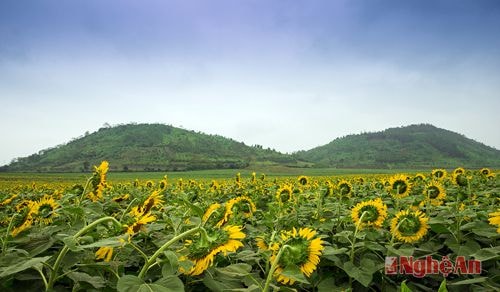 Cúi chào núi đôi chờ ánh dương trong một ngày không nắng.