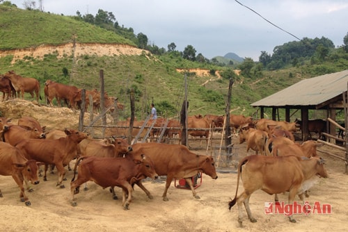 Đàn bò của anh Trần Xuân Hợp