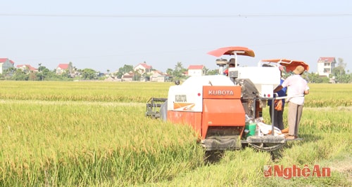 Từ năm 2013 đến nay Nghệ An đã chuyển trên 4.200 ha đất lúa sang các cây trồng khác