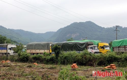 Có hàng loạt xe quá tải đang nằm tránh lực lượng thanh tra giao thông ở địa bàn huyện Con Cuông và Tương Dương.