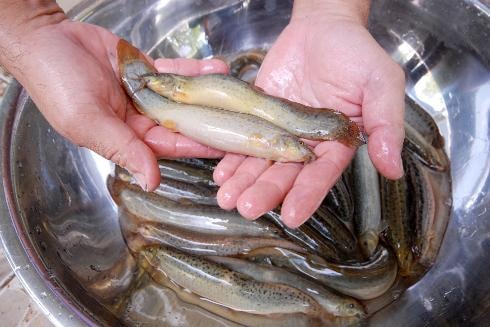 Chạch chứa nhiều chất tốt cho sức khỏe.