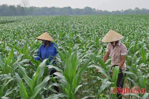 Nông dân huyện Anh Sơn mở rộng diện tích trồng ngô trên vùng đất bãi để cung ứng cho các trang trại chăn nuôi gia súc