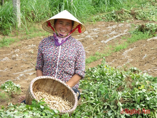 Nông dân xã Diễn Thinh Diễn Châu thu hoạch lạc vụ đông.       