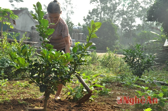 Bà Nguyễn Thị Thoa (xóm Mó) cho biết Hiện vườn của bà có trên 60 gốc chanh nhờ cây chanh nhờ vậy đời sống gia đình ngày càng ổn định hơn.