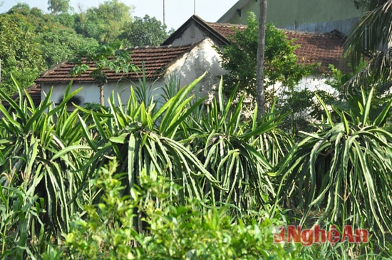 cây thanh long là một trong những cây được người dân nhân rộng tren diện tích đất vườn.