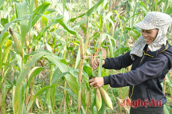 Cây ngô cũng là cây chủ lực của vụ Đông ở xóm Mó để bà con có lương thực phát triển chăn nuôi.