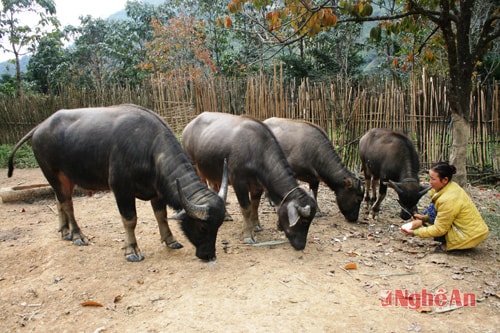Trang trại nuôi gia súc