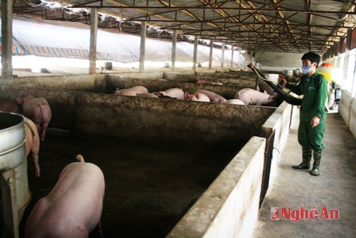 Trang trại với quy mô lớn
