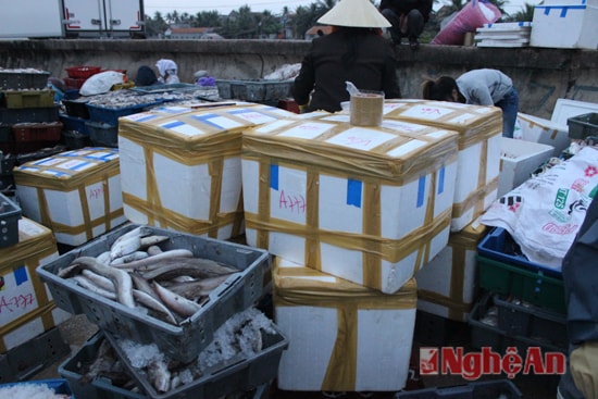 Cá được bảo quản chuẩn bị đưa đi tiêu thụ