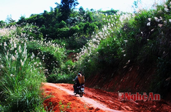 Những ngả đường chạy giữa rừng lau