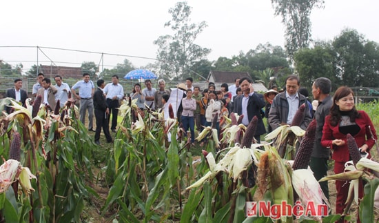 Lãnh đạo các xã và HTX trên địa bàn tham quan mô hình ngô tím ở Nghi Ân