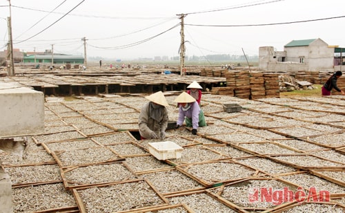 Tranh thủ những ngày trời nắng