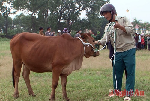 Các hội viên Cựu TNXP nhận bò giống