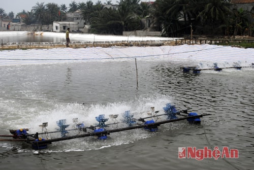 Hệ thống ao đầm nuôi tôm tại xã      , Thị xã Hoàng Mai