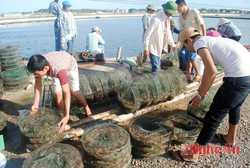 Tôm được thương lái thu mua ngay tại đầm