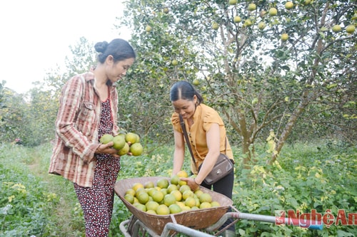 Thu hoạch cam chính vụ tại Yên Khê. ảnh HN