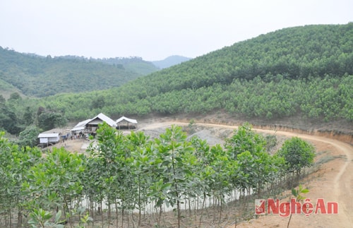 Kinh tế trang trại tổng hợp một hướng phát triển bền vững ở Con Cuông. Ảnh Hữu Nghĩa