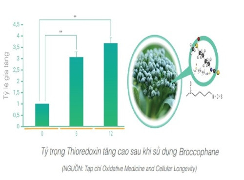  Tinh chất Broccophane thiên nhiên trong WIT có tác dụng tăng cường Thioredoxin ưu việt, giúp nuôi dưỡng mắt từ bên trong, phòng tránh các bệnh về mắt.