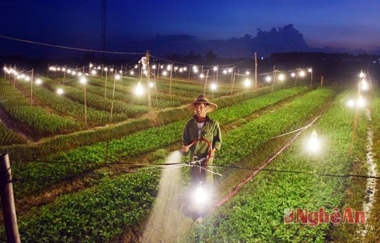 Ông Phan ăn Hiền ở xóm 3, Thị trấn Yên Thành tận dụng ánh sáng của hàng trăm bóng điện để tưới cho hoa. 