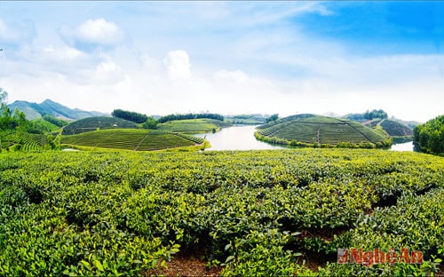 Đồi chè Thanh An (Thanh Chương)