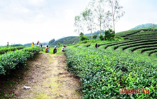 Du khách tham quan và chụp ảnh trên đồi chè 