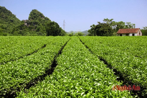 Đồi chè ở Anh Sơn