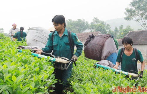 Gia đình anh Phạm Văn Quang, xóm Già Giang, xã Long Sơn (Anh Sơn) thu hoạch chè
