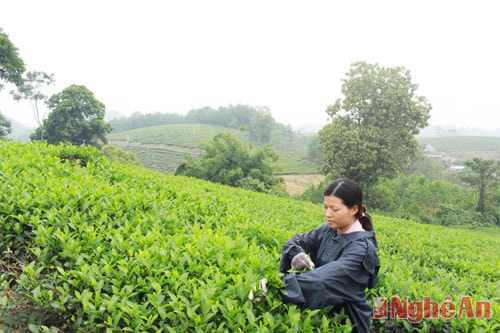 Bên cạnh thu hoạch bằng máy 