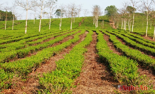 Diện tích chè mới trồng ở Nông trường 3-2 Quỳ Hợp