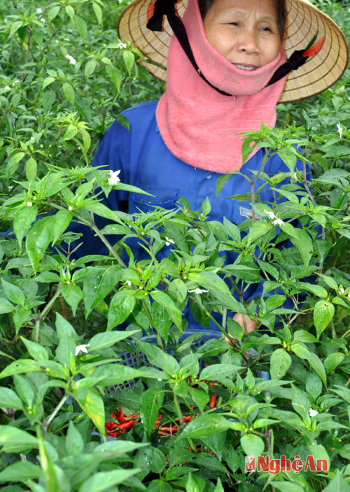 Chị Phan Thị Hòa - xóm 11, Hưng Thông cho biết, hái một rổ ớt chín chỉ chọn được khoảng 30 quả lành.