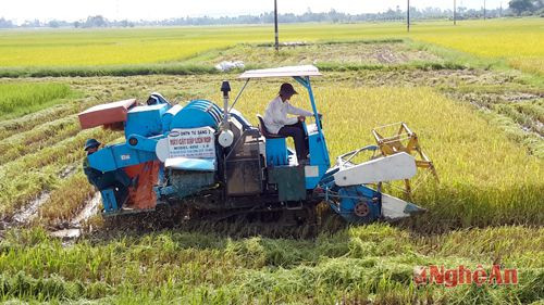 Thu hoạch lúa bằng máy gặt đập liên hoàn tại xã Hưng Thông (Hưng Nguyên)