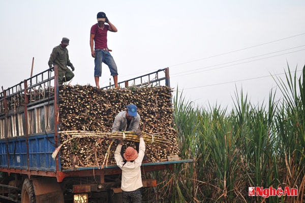 Hiện tượng không minh bạch trong thu mua mía đường là một trong những nội dung được cử tri phản ánh qua đường dây nóng. Ảnh minh họa.