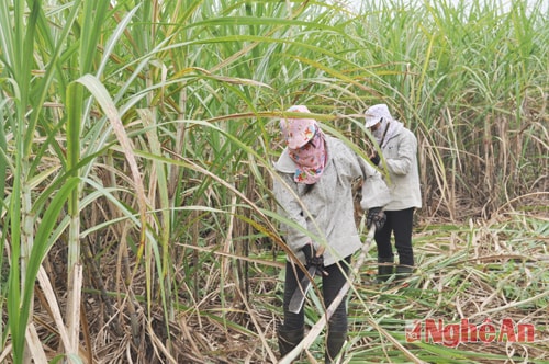 Ruộng mía của gia đình anh Trương Văn Nhất (xóm Thắng Lợi, xã Văn Lợi)