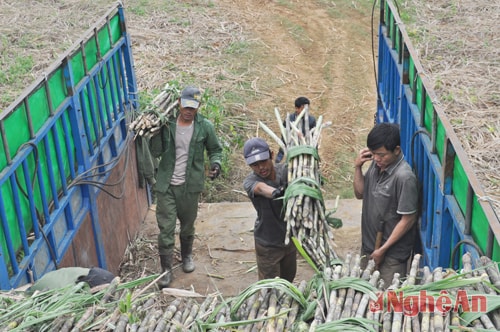 Công ty mía đường Nghệ An thu mua mía tại ruộng cho bà con với giá 850 ngàn đồng/tấn
