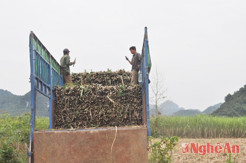 Ước tính năng suất mía bình quân chung của toàn huyện Quỳ hợp năm nay đạt khoảng 57 tấn/ha