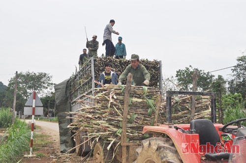 Niềm vui của người dân các xã Văn Lợi, Hạ Sơn (Quỳ Hợp) khi giá mía năm nay được nh